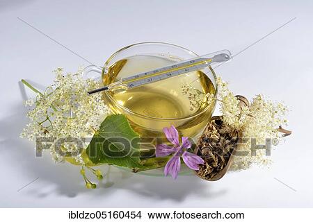 Cold and flu tea, lime blossom, elderflower (Sambucus nigra) meadowsweet, meadowsweet, liquorice root (Glycyrrhiza glabra), liquorice, mallow blossom (Tilia cordata) (Tilia grandifolia) (Salix species) (Malva sylvestris), lime tree View Large Photo Image Picture - Cold and flu tea, lime blossom, elderflower (Sambucus nigra) meadowsweet, meadowsweet, liquorice root (Glycyrrhiza glabra), liquorice, mallow blossom (Tilia cordata) (Tilia grandifolia) (Salix species) (Malva sylvestris), lime tree. Fotosearch