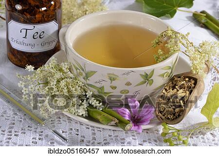 Cold and flu tea, lime blossom, elderflower (Sambucus nigra) meadowsweet, meadowsweet, liquorice root (Glycyrrhiza glabra), liquorice, mallow blossom (Tilia cordata) (Tilia grandifolia) (Salix species) (Malva sylvestris), lime tree View Large Photo Image Stock Photo - Cold and flu tea, lime blossom, elderflower (Sambucus nigra) meadowsweet, meadowsweet, liquorice root (Glycyrrhiza glabra), liquorice, mallow blossom (Tilia cordata) (Tilia grandifolia) (Salix species) (Malva sylvestris), lime tree. Fotosearch