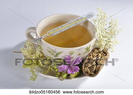 Cold and flu tea, lime blossom, elderflower (Sambucus nigra) meadowsweet, meadowsweet, liquorice root (Glycyrrhiza glabra), liquorice, mallow blossom (Tilia cordata) (Tilia grandifolia) (Salix species) (Malva sylvestris), lime tree View Large Photo Image Stock Photograph - Cold and flu tea, lime blossom, elderflower (Sambucus nigra) meadowsweet, meadowsweet, liquorice root (Glycyrrhiza glabra), liquorice, mallow blossom (Tilia cordata) (Tilia grandifolia) (Salix species) (Malva sylvestris), lime tree. Fotosearch