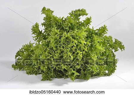 Stock Image - Coleslaw, variety Krizet, and pickled salad. Fotosearch