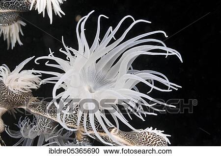 Colonizing (anemone), Nemanthus annamensis, Triton Bay, West Papua, Indonesia, Asia View Large Photo Image Stock Image - Colonizing (anemone), Nemanthus annamensis, Triton Bay, West Papua, Indonesia, Asia. Fotosearch