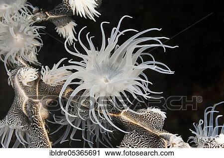 Colonizing (anemone), Nemanthus annamensis, Triton Bay, West Papua, Indonesia, Asia View Large Photo Image Stock Image - Colonizing (anemone), Nemanthus annamensis, Triton Bay, West Papua, Indonesia, Asia. Fotosearch