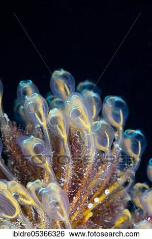 Stock Photograph - Colony of tunicates (Pycnoclavella detorta), Marovo Lagoon, Solomon Islands, Oceania. Fotosearch