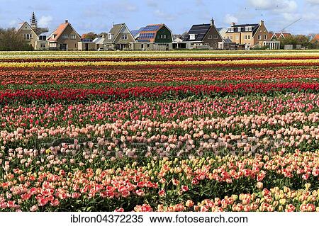 Colorful blooming tulips field (Tulipa), Texel Island, Province of North Holland, Holland, The Netherlands, Europe View Large Photo Image Stock Photography - Colorful blooming tulips field (Tulipa), Texel Island, Province of North Holland, Holland, The Netherlands, Europe. Fotosearch