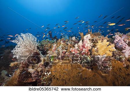 Colorful coral reef, Tanimbar Islands, Moluccas, Indonesia, Asia View Large Photo Image Stock Image - Colorful coral reef, Tanimbar Islands, Moluccas, Indonesia, Asia. Fotosearch