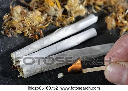 Coltsfoot-cigarettes (Tussilago farfara) View Large Photo Image Stock Image - Coltsfoot-cigarettes (Tussilago farfara). Fotosearch
