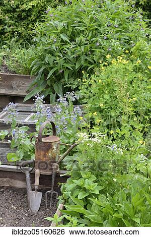 Stock Photograph - Comfrey and celandine (Chelidonium majus) (Symphytum officinale). Fotosearch