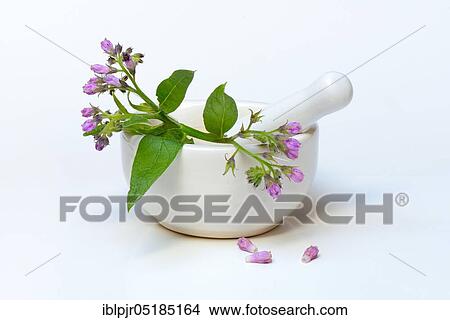 Picture - Comfrey ( Symphytum officinale) in mortar. Fotosearch