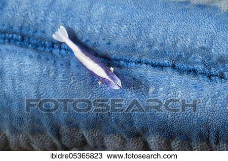 Commensal shrimp associated with starfish, Periclimenes soror, Ambon, Moluccas, Indonesia, Asia View Large Photo Image Stock Image - Commensal shrimp associated with starfish, Periclimenes soror, Ambon, Moluccas, Indonesia, Asia. Fotosearch