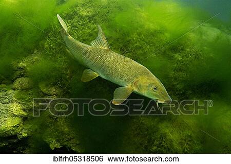 Common barbel (Barbus barbus), Baden-Württemberg, Germany, Europe View Large Photo Image Stock Photograph - Common barbel (Barbus barbus), Baden-Württemberg, Germany, Europe. Fotosearch