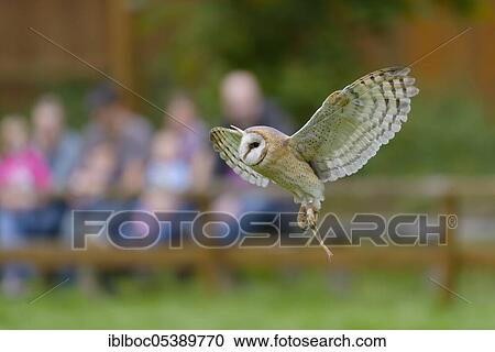 Common barn owl (Tyto alba), Wisentgehege Springe, Lower Saxony, Germany, Europe View Large Photo Image Stock Image - Common barn owl (Tyto alba), Wisentgehege Springe, Lower Saxony, Germany, Europe. Fotosearch