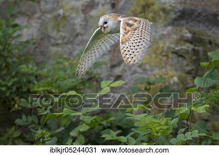 Common barn owl (Tyto alba), Rhineland-Palatinate, Germany, Europe View Large Photo Image Stock Image - Common barn owl (Tyto alba), Rhineland-Palatinate, Germany, Europe. Fotosearch