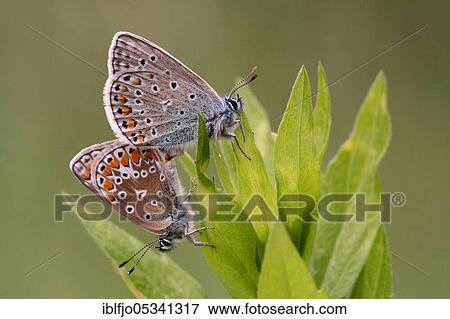 Common blue butterfly (Polyommatus icarus), Mating, Rhineland-Palatinate, Germany, Europe View Large Photo Image Stock Photo - Common blue butterfly (Polyommatus icarus), Mating, Rhineland-Palatinate, Germany, Europe. Fotosearch