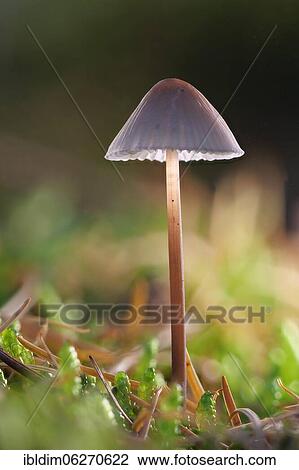 Stock Image - Common bonnet (Mycena galericulata), North Rhine-Westphalia, Germany, Europe. Fotosearch