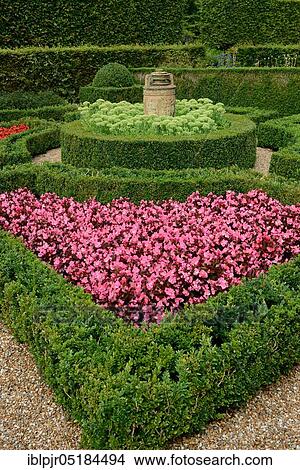 Picture - Common boxhedge, buxus, hedge, topiary, horticulture, begonias and stonecrop, Hailsham Grange Garden, Hailsham, East Sussex, England, Great Britain. Fotosearch