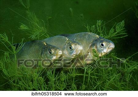 Common bream (Abramis brama) View Large Photo Image Picture - Common bream (Abramis brama). Fotosearch