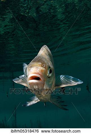 Stock Photograph - Common bream (Abramis brama). Fotosearch