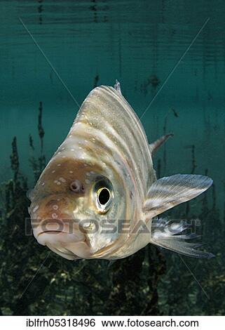 Common bream (Abramis brama), Baden-Württemberg, Germany, Europe View Large Photo Image Stock Photograph - Common bream (Abramis brama), Baden-Württemberg, Germany, Europe. Fotosearch