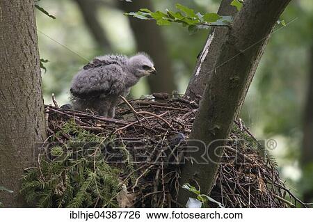 Common buzzard (Buteo buteo) with young bird, at nest, Rhineland-Palatinate, Germany, Europe View Large Photo Image Stock Photograph - Common buzzard (Buteo buteo) with young bird, at nest, Rhineland-Palatinate, Germany, Europe. Fotosearch