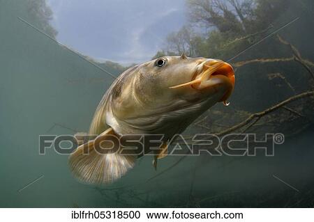 Common carp (Cyprinus carpio), Baden-Württemberg, Germany, Europe View Large Photo Image Stock Image - Common carp (Cyprinus carpio), Baden-Württemberg, Germany, Europe. Fotosearch