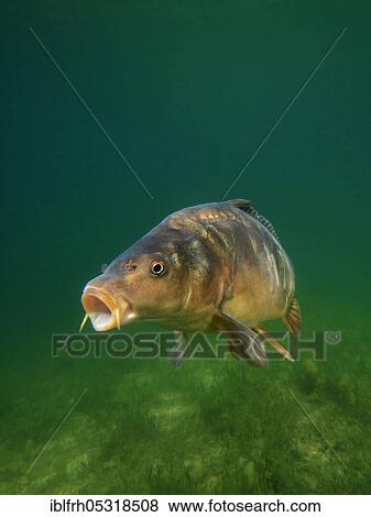 Stock Photo - Common carp (Cyprinus carpio), Baden-Württemberg, Germany, Europe. Fotosearch