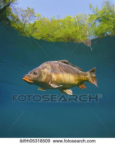 Stock Photo - Common carp (Cyprinus carpio), Baden-Württemberg, Germany, Europe. Fotosearch