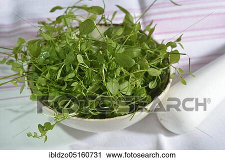 Common chickweed (Stellaria media) in mortar View Large Photo Image Stock Image - Common chickweed (Stellaria media) in mortar. Fotosearch