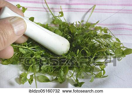 Common chickweed (Stellaria media) in mortar View Large Photo Image Stock Image - Common chickweed (Stellaria media) in mortar. Fotosearch