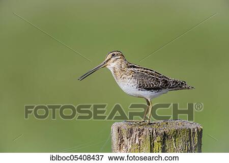 Common Common snipe (Gallinago gallinago), Ochsenmoor, Lower Saxony, Germany, Europe View Large Photo Image Stock Photo - Common Common snipe (Gallinago gallinago), Ochsenmoor, Lower Saxony, Germany, Europe. Fotosearch
