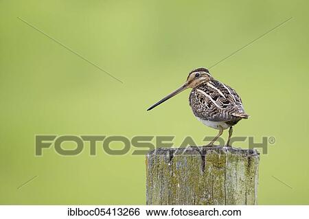 Common Common snipe (Gallinago gallinago), Ochsenmoor, Lower Saxony, Germany, Europe View Large Photo Image Stock Photograph - Common Common snipe (Gallinago gallinago), Ochsenmoor, Lower Saxony, Germany, Europe. Fotosearch