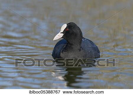 Common coot (Fulica atra), Lower Saxony, Germany, Europe View Large Photo Image Stock Photo - Common coot (Fulica atra), Lower Saxony, Germany, Europe. Fotosearch