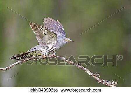 Common cuckoo (Cuculus canorus), flapping wings, Middle Elbe Biosphere Reserve, Saxony-Anhalt, Germany, Europe View Large Photo Image Stock Photography - Common cuckoo (Cuculus canorus), flapping wings, Middle Elbe Biosphere Reserve, Saxony-Anhalt, Germany, Europe. Fotosearch