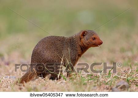 Stock Photo - Common Dwarf Mongoose (Helogale parvula), Tanzania, Serengeti, Africa. Fotosearch