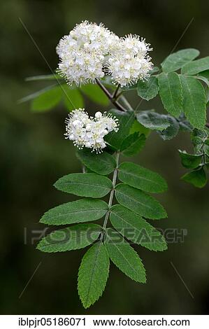 Stock Image - Common European rowan ( Sorbus aucuparia). Fotosearch
