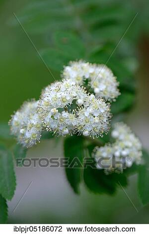 Common European rowan ( Sorbus aucuparia) View Large Photo Image Stock Image - Common European rowan ( Sorbus aucuparia). Fotosearch