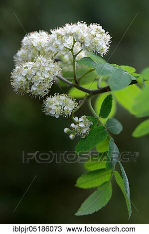 Common European rowan ( Sorbus aucuparia) View Large Photo Image Stock Image - Common European rowan ( Sorbus aucuparia). Fotosearch