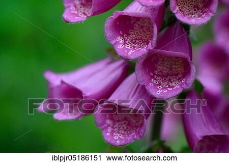 Common Foxglove, Purple Foxglove or Lady's Glove (Digitalis purpurea) View Large Photo Image Stock Image - Common Foxglove, Purple Foxglove or Lady's Glove (Digitalis purpurea). Fotosearch