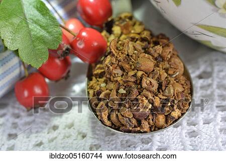 Common hawthorn, Berries fresh and dried (Crataegus monogyna) (Crataegus laevigata) View Large Photo Image Picture - Common hawthorn, Berries fresh and dried (Crataegus monogyna) (Crataegus laevigata). Fotosearch