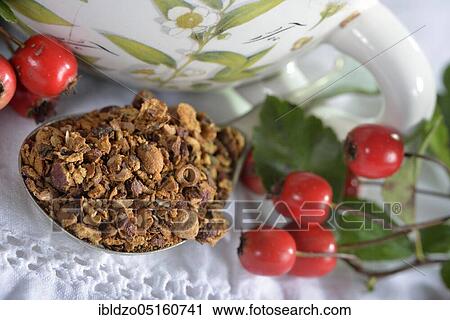 Common hawthorn, Berries fresh and dried (Crataegus monogyna) (Crataegus laevigata) View Large Photo Image Stock Image - Common hawthorn, Berries fresh and dried (Crataegus monogyna) (Crataegus laevigata). Fotosearch