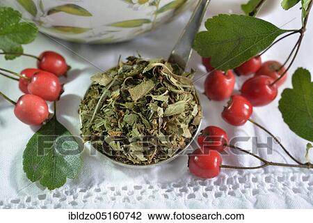 Common hawthorn, Berries fresh and dried (Crataegus monogyna) (Crataegus laevigata) View Large Photo Image Stock Image - Common hawthorn, Berries fresh and dried (Crataegus monogyna) (Crataegus laevigata). Fotosearch
