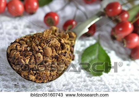 Common hawthorn, Berries fresh and dried (Crataegus monogyna) (Crataegus laevigata) View Large Photo Image Stock Image - Common hawthorn, Berries fresh and dried (Crataegus monogyna) (Crataegus laevigata). Fotosearch
