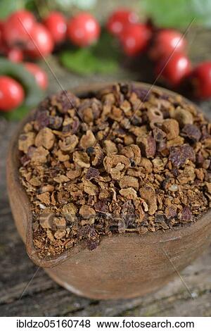 Common hawthorn, Berries fresh and dried (Crataegus monogyna) (Crataegus laevigata) View Large Photo Image Stock Photo - Common hawthorn, Berries fresh and dried (Crataegus monogyna) (Crataegus laevigata). Fotosearch