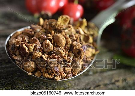 Common hawthorn, Berries fresh and dried (Crataegus monogyna) (Crataegus laevigata) View Large Photo Image Stock Photograph - Common hawthorn, Berries fresh and dried (Crataegus monogyna) (Crataegus laevigata). Fotosearch