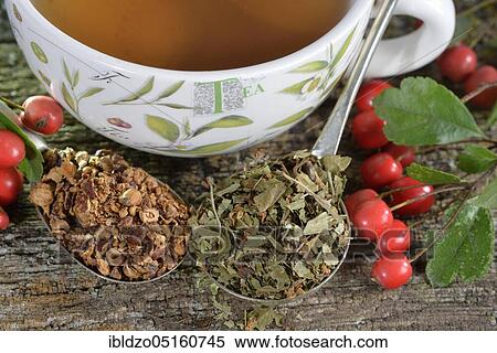 Common hawthorn, Berries fresh and dried (Crataegus monogyna) (Crataegus laevigata) View Large Photo Image Stock Photography - Common hawthorn, Berries fresh and dried (Crataegus monogyna) (Crataegus laevigata). Fotosearch