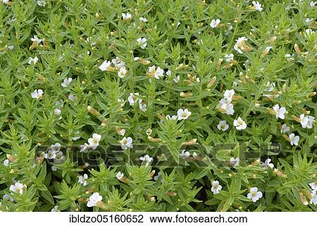 Stock Image - Common hedgehyssop (Gratiola officinalis). Fotosearch