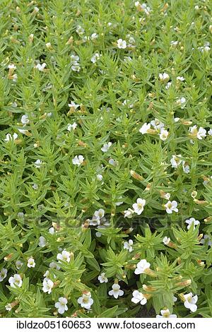 Stock Image - Common hedgehyssop (Gratiola officinalis). Fotosearch