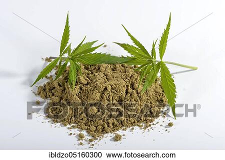 Common hemp, ground seed View Large Photo Image Stock Image - Common hemp, ground seed. Fotosearch