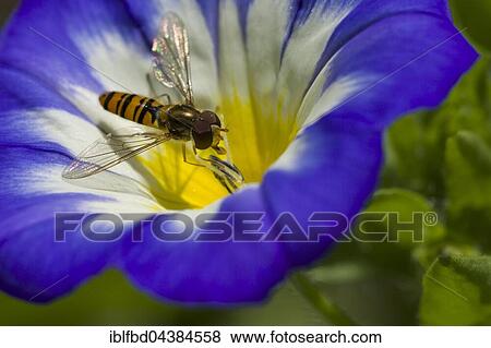 Common Hoverfly (Eupeodes corollae) is collecting nectar from a Dwarf morning-glory (Convolvulus tricolor) flower blossom, Saxony, Germany, Europe View Large Photo Image Stock Photo - Common Hoverfly (Eupeodes corollae) is collecting nectar from a Dwarf morning-glory (Convolvulus tricolor) flower blossom, Saxony, Germany, Europe. Fotosearch