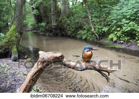 Common kingfisher (Alcedo atthis), in the biotope, North Rhine-Westphalia, Germany, Europe View Large Photo Image Picture - Common kingfisher (Alcedo atthis), in the biotope, North Rhine-Westphalia, Germany, Europe. Fotosearch
