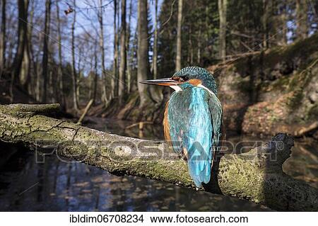 Common kingfisher (Alcedo atthis), in the biotope, North Rhine-Westphalia, Germany, Europe View Large Photo Image Picture - Common kingfisher (Alcedo atthis), in the biotope, North Rhine-Westphalia, Germany, Europe. Fotosearch